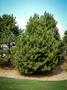 Сосна Чёрная (Pinus Nigra) купить по цене от 270.00р. в интернет-магазине «Посадика» с доставкой почтой в в Островнойе и по всей России – [изображение №1].