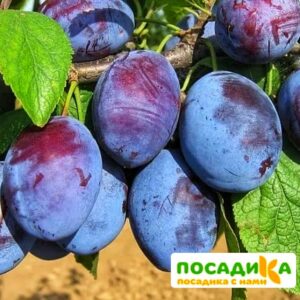 Слива Чачакская ранняя купить по цене от 229.00р. в интернет-магазине «Посадика» с доставкой почтой в в Островнойе и по всей России – [изображение №1].