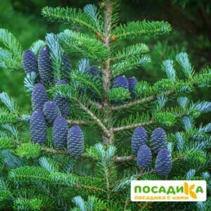 Пихта корейская (Abies koreana) купить по цене от 450.00р. в интернет-магазине «Посадика» с доставкой почтой в в Островнойе и по всей России – [изображение №1].