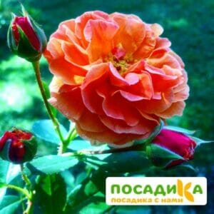 Роза Арабия купить по цене от 350.00р. в интернет-магазине «Посадика» с доставкой почтой в в Островнойе и по всей России – [изображение №1].