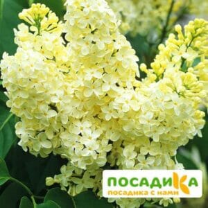 Сирень Примроуз (Primrose) купить по цене от 529.00р. в интернет-магазине «Посадика» с доставкой почтой в в Островнойе и по всей России – [изображение №1].