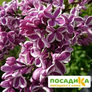 Сирень Сенсация купить по цене от 529.00р. в интернет-магазине «Посадика» с доставкой почтой в в Островнойе и по всей России – [изображение №1].