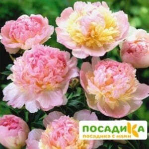 Пион Распберри Сандей (Paeonia Raspberry Sundae) купить по цене от 959р. в интернет-магазине «Посадика» с доставкой почтой в в Островнойе и по всей России – [изображение №1].