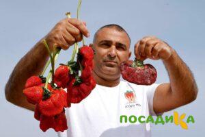 Клубника Гигант Джорнея купить по цене от 266р. в интернет-магазине «Посадика» с доставкой почтой в в Островнойе и по всей России – [изображение №1].