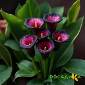 Калла Аура Лейс купить по цене от 400р. в интернет-магазине «Посадика» с доставкой почтой в в Островнойе и по всей России – [изображение №1].