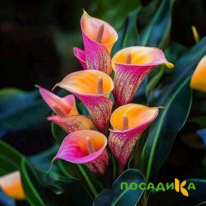 Калла Оникс купить по цене от 450р. в интернет-магазине «Посадика» с доставкой почтой в в Островнойе и по всей России – [изображение №1].