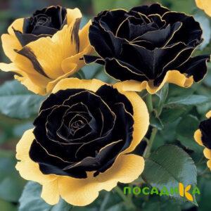 Роза Ханни Сикл купить по цене от 700р. в интернет-магазине «Посадика» с доставкой почтой в в Островнойе и по всей России – [изображение №1].