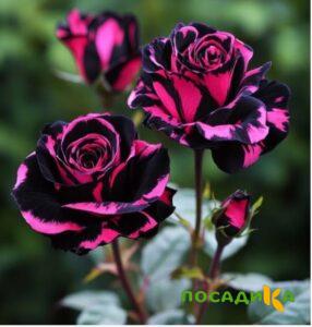 Роза Багровый Шепот купить по цене от 366р. в интернет-магазине «Посадика» с доставкой почтой в в Островнойе и по всей России – [изображение №1].
