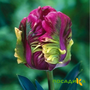 Тюльпан Экзотик Хэвен купить по цене от 186р. в интернет-магазине «Посадика» с доставкой почтой в в Островнойе и по всей России – [изображение №1].