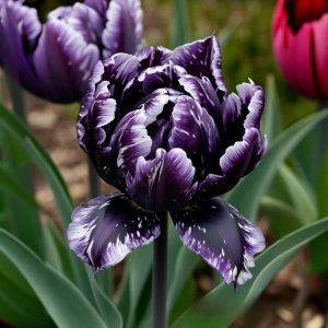 Тюльпан Индиго купить по цене от 600р. в интернет-магазине «Посадика» с доставкой почтой в в Островнойе и по всей России – [изображение №1].