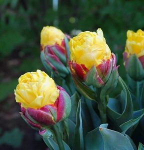 Тюльпан Айс Крим Банана купить по цене от 360р. в интернет-магазине «Посадика» с доставкой почтой в в Островнойе и по всей России – [изображение №1].