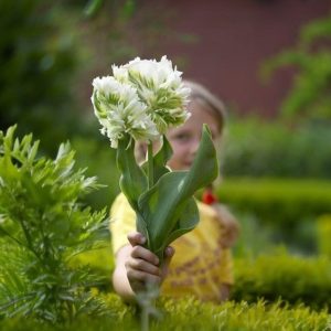 Тюльпан Супер Пэррот купить по цене от 360р. в интернет-магазине «Посадика» с доставкой почтой в в Островнойе и по всей России – [изображение №1].