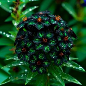 Флокс Ривьера купить по цене от 299р. в интернет-магазине «Посадика» с доставкой почтой в в Островнойе и по всей России – [изображение №1].