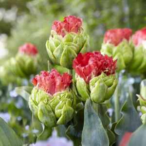 Тюльпан Бычий Глаз купить по цене от 275р. в интернет-магазине «Посадика» с доставкой почтой в в Островнойе и по всей России – [изображение №1].