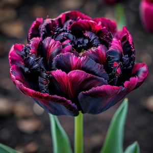 Тюльпан Фламинго купить по цене от 500р. в интернет-магазине «Посадика» с доставкой почтой в в Островнойе и по всей России – [изображение №1].