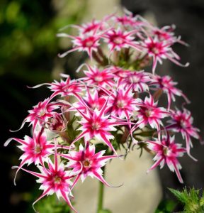 Флокс Метельчатый Путь купить по цене от 456р. в интернет-магазине «Посадика» с доставкой почтой в в Островнойе и по всей России – [изображение №1].