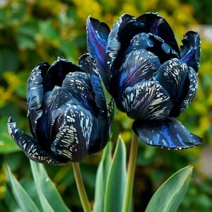 Тюльпан Блю Фог купить по цене от 500р. в интернет-магазине «Посадика» с доставкой почтой в в Островнойе и по всей России – [изображение №1].