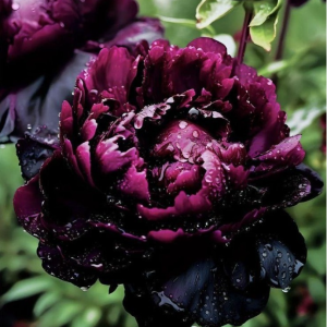 Пион Темный Сад купить по цене от 421р. в интернет-магазине «Посадика» с доставкой почтой в в Островнойе и по всей России – [изображение №1].