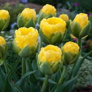 Тюльпан махровый Ванила Коп купить по цене от 159р. в интернет-магазине «Посадика» с доставкой почтой в в Островнойе и по всей России – [изображение №1].