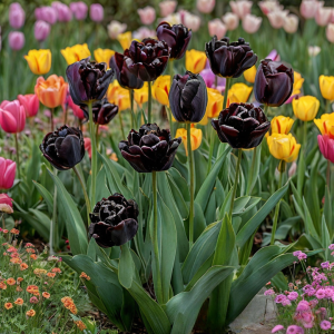 Тюльпан махровый Рейдинс Дарк купить по цене от 230р. в интернет-магазине «Посадика» с доставкой почтой в в Островнойе и по всей России – [изображение №1].