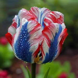 Тюльпан Ремс Сенсейшн купить по цене от 219р. в интернет-магазине «Посадика» с доставкой почтой в в Островнойе и по всей России – [изображение №1].