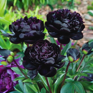 Пион Королевский Бархат купить по цене от 419р. в интернет-магазине «Посадика» с доставкой почтой в в Островнойе и по всей России – [изображение №1].