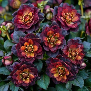 Морозник Сноу Дроп купить по цене от 348р. в интернет-магазине «Посадика» с доставкой почтой в в Островнойе и по всей России – [изображение №1].