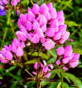 Флокс Бутоник купить по цене от 461р. в интернет-магазине «Посадика» с доставкой почтой в в Островнойе и по всей России – [изображение №1].