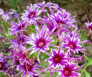 Флокс Звездное Кружево купить по цене от 361р. в интернет-магазине «Посадика» с доставкой почтой в в Островнойе и по всей России – [изображение №1].