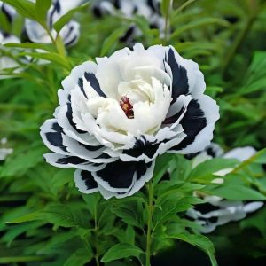 Пион Монохромный Шик купить по цене от 429р. в интернет-магазине «Посадика» с доставкой почтой в в Островнойе и по всей России – [изображение №1].