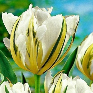 Тюльпан Экзотик Пуруссима купить по цене от 305р. в интернет-магазине «Посадика» с доставкой почтой в в Островнойе и по всей России – [изображение №1].