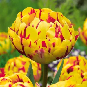 Тюльпан махровый Голден Ницц купить по цене от 361р. в интернет-магазине «Посадика» с доставкой почтой в в Островнойе и по всей России – [изображение №1].