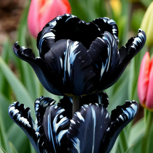 Тюльпан Шелк Нуар купить по цене от 219р. в интернет-магазине «Посадика» с доставкой почтой в в Островнойе и по всей России – [изображение №1].