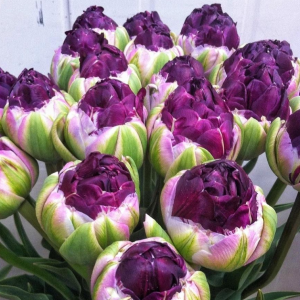 Тюльпан Анаконда купить по цене от 450р. в интернет-магазине «Посадика» с доставкой почтой в в Островнойе и по всей России – [изображение №1].