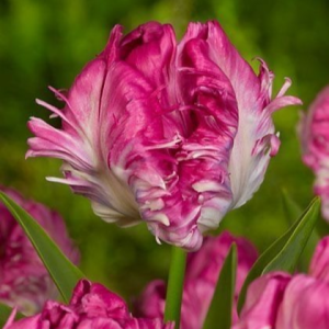 Тюльпан махровый Кул Кристал купить по цене от 400р. в интернет-магазине «Посадика» с доставкой почтой в в Островнойе и по всей России – [изображение №1].