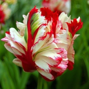 Тюльпан Эстелла Рижнвельд купить по цене от 500р. в интернет-магазине «Посадика» с доставкой почтой в в Островнойе и по всей России – [изображение №1].