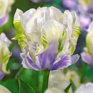 Тюльпан Уайт Лизарт купить по цене от 360р. в интернет-магазине «Посадика» с доставкой почтой в в Островнойе и по всей России – [изображение №1].