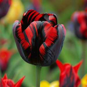 Тюльпан Блэк Перрот купить по цене от 351р. в интернет-магазине «Посадика» с доставкой почтой в в Островнойе и по всей России – [изображение №1].