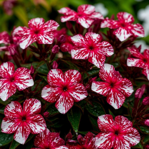 Флокс Ливер Гриммер купить по цене от 590р. в интернет-магазине «Посадика» с доставкой почтой в в Островнойе и по всей России – [изображение №1].