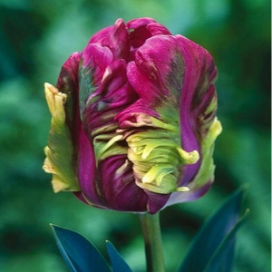 Тюльпан Экзотик Хэвен купить по цене от 186р. в интернет-магазине «Посадика» с доставкой почтой в в Островнойе и по всей России – [изображение №1].