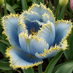 Тюльпан Махровый Амплуа купить по цене от 199р. в интернет-магазине «Посадика» с доставкой почтой в в Островнойе и по всей России – [изображение №1].