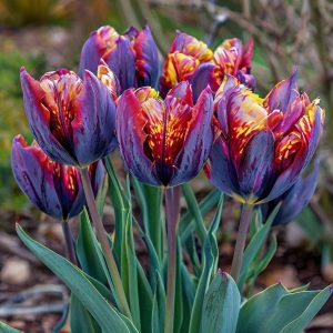 Тюльпан Опал Дрим купить по цене от 207р. в интернет-магазине «Посадика» с доставкой почтой в в Островнойе и по всей России – [изображение №1].